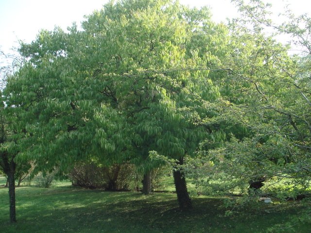 Eucommia ulmoides